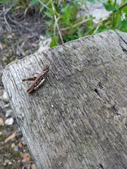 Chorthippus brunneus