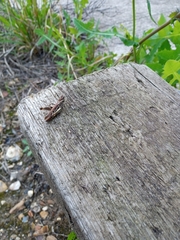 Chorthippus brunneus