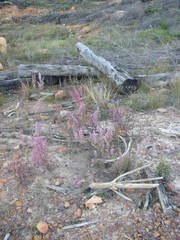 Erica hirtiflora hirtiflora