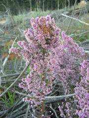 Erica hirtiflora hirtiflora