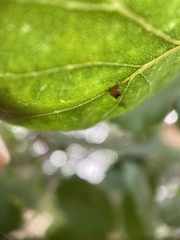 Callirhytis serricornis