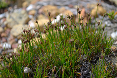 Ficinia overbergensis