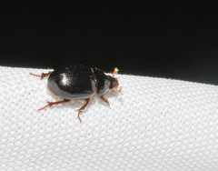 Hybosorus