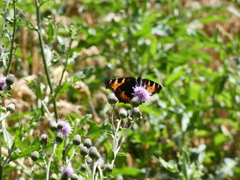 Aglais urticae