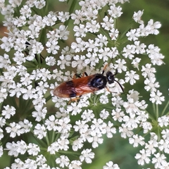 Arge cyanocrocea