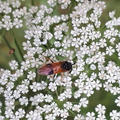 Arge cyanocrocea
