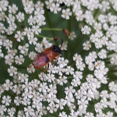 Arge cyanocrocea