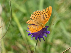 Argynnis paphia