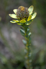 Leucadendron coriaceum