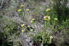 Leucadendron coriaceum