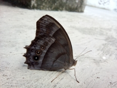 Taygetis thamyra