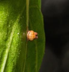 Callirhytis serricornis