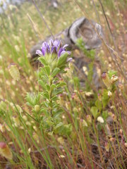 Psoralea fruticans