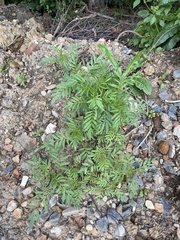 Tagetes patula