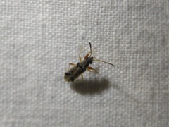 Pseudopachybrachius vinctus