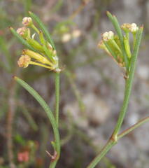 Centella virgata virgata