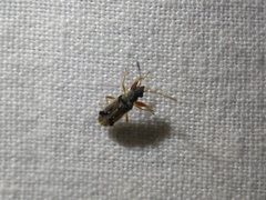 Pseudopachybrachius vinctus