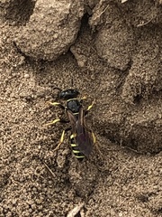 Philanthus lepidus