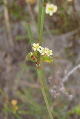 Centella virgata virgata