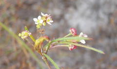 Centella virgata virgata