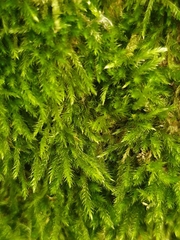 Cirriphyllum crassinervium