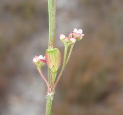 Centella virgata virgata