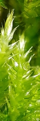 Cirriphyllum crassinervium