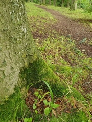 Cirriphyllum crassinervium