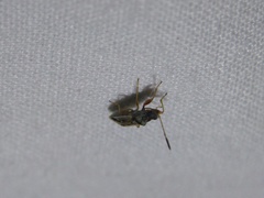 Pseudopachybrachius vinctus