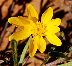 Rhynchopsidium pumilum