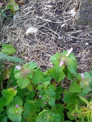 Lamium purpureum