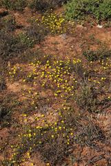 Rhynchopsidium pumilum