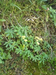 Alchemilla transiens