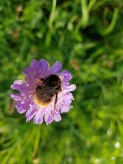 Bombus rupestris