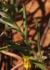 Rhynchopsidium pumilum