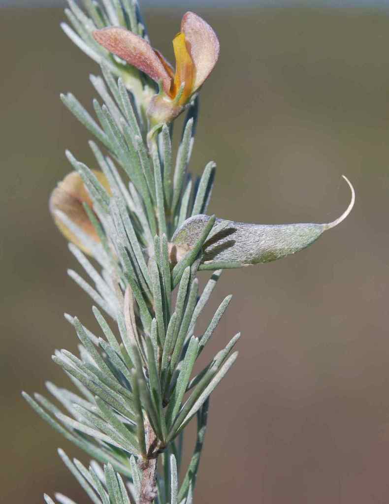 Aspalathus cinerascens