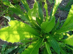 Helminthotheca echioides