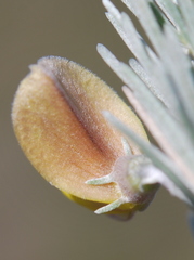 Aspalathus cinerascens