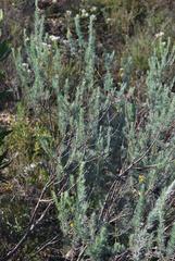 Aspalathus cinerascens