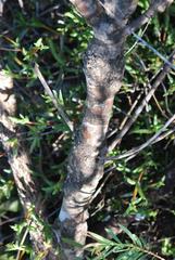 Aspalathus cinerascens