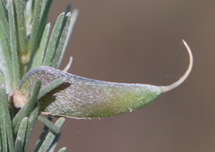 Aspalathus cinerascens