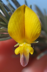 Aspalathus cinerascens