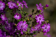 Drosanthemum asperulum