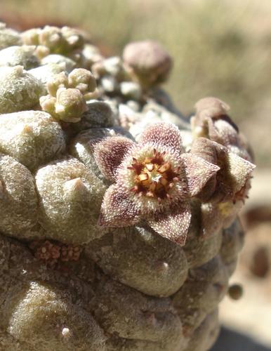 Ceropegia perlata image