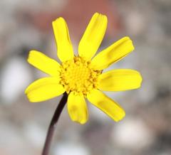 Othonna auriculifolia