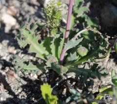 Othonna auriculifolia