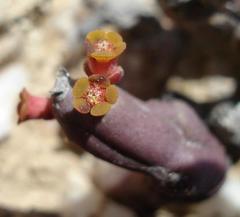 Euphorbia stapelioides