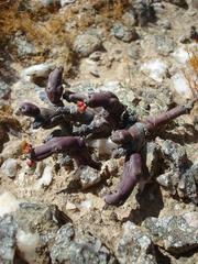 Euphorbia stapelioides