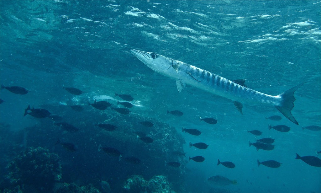 Blackfin Barracuda (Endemic Marine Fish of Hawaii) · iNaturalist