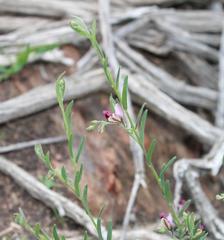 Polygala affinis
